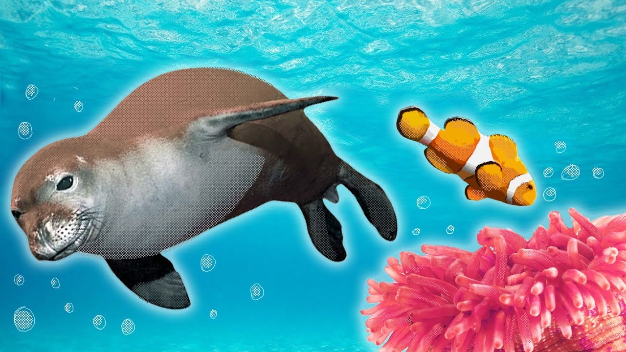 Ocean Animals for Kids - Whales, Sea Otter, Orca, Sea Lion + more
