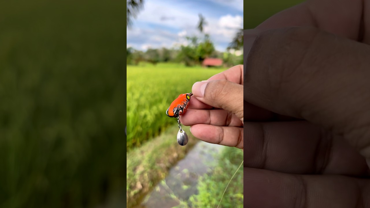 Mancing casting di irigasi sawah !!! #suarabayi #bayi #mancing #haruan