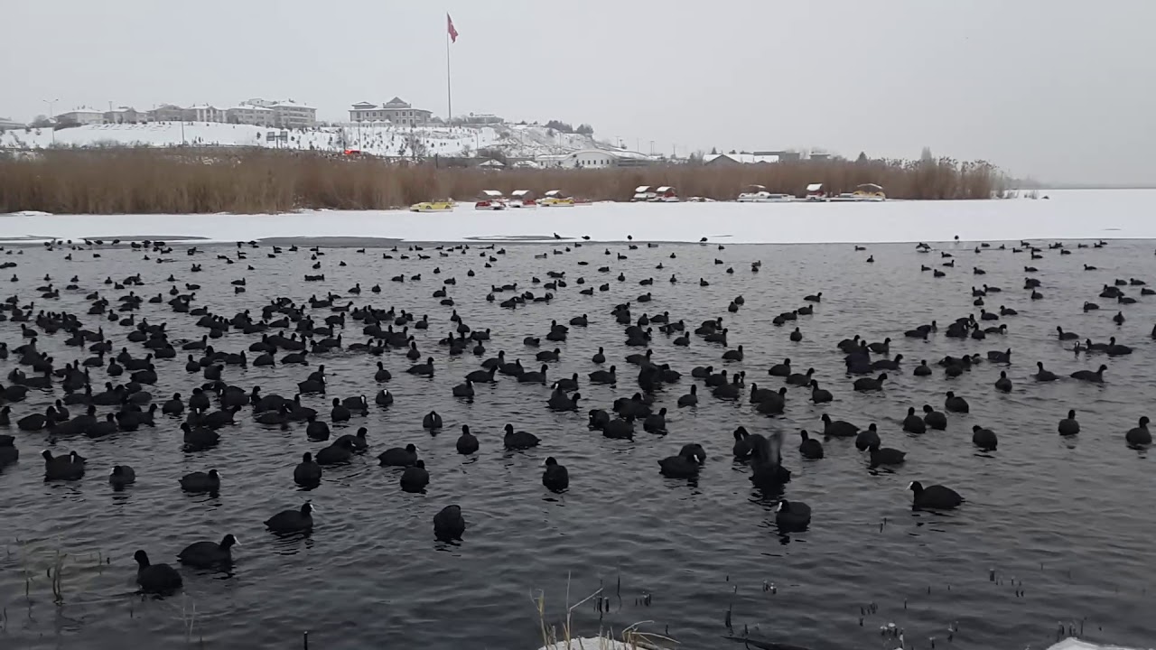 GÖLBAŞI SAKARMEKE KUŞLARI 2
