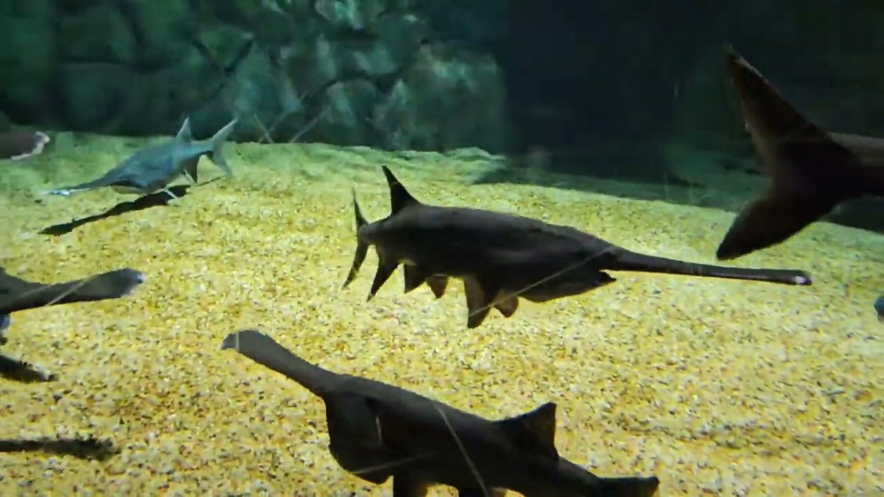 OdySea Aquarium in Scottsdale Arizona 05/03/23. Full Tour please like 👍 and subscribe