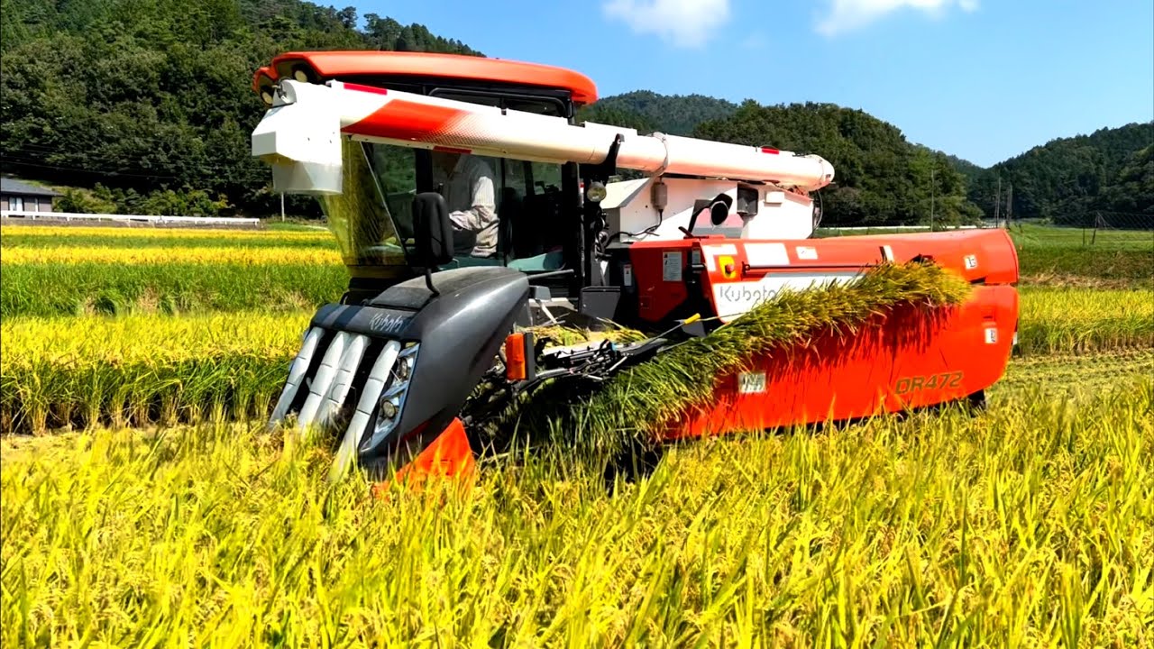 Kubota DR472 クボタの4条72馬力コンバインで刈り取りSTAR🏃