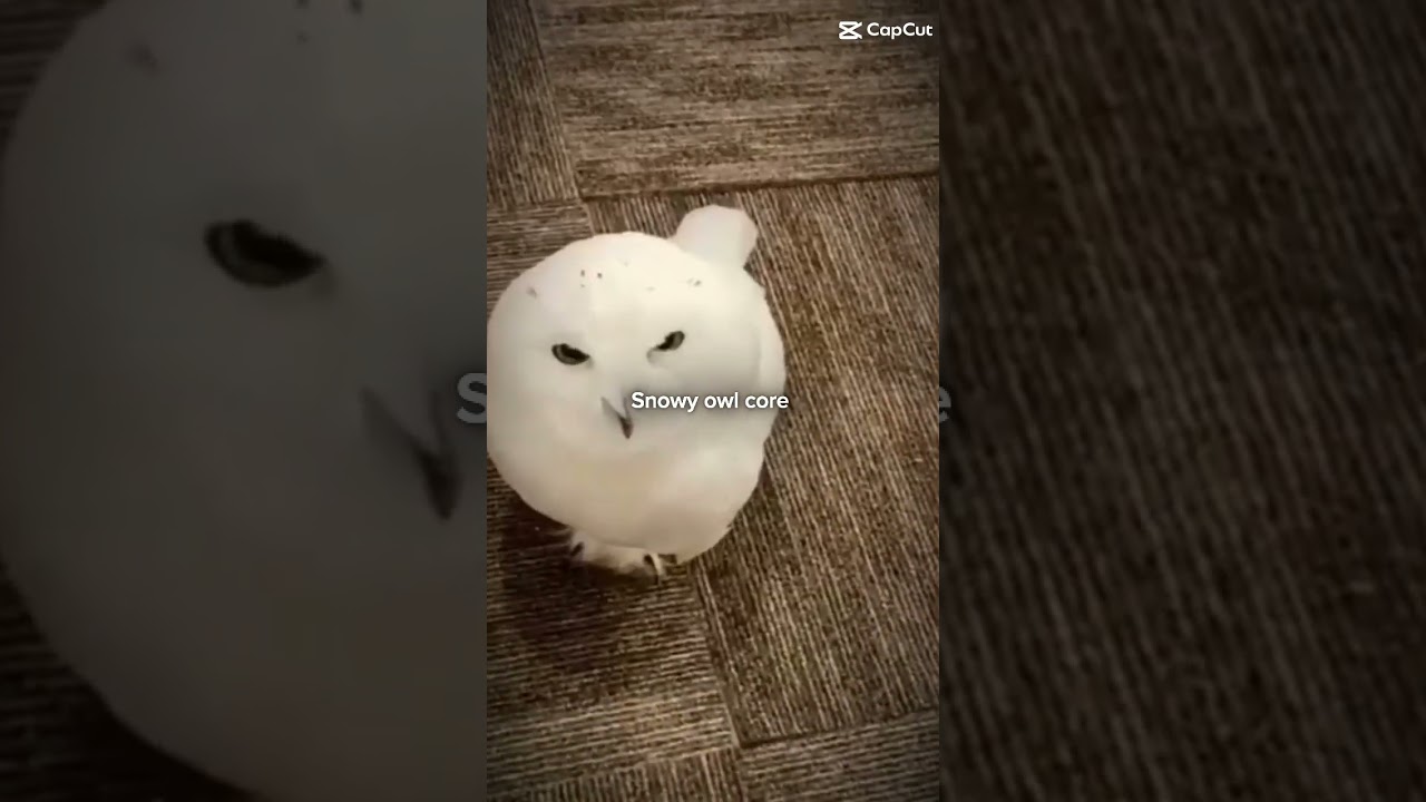 snowy owl core