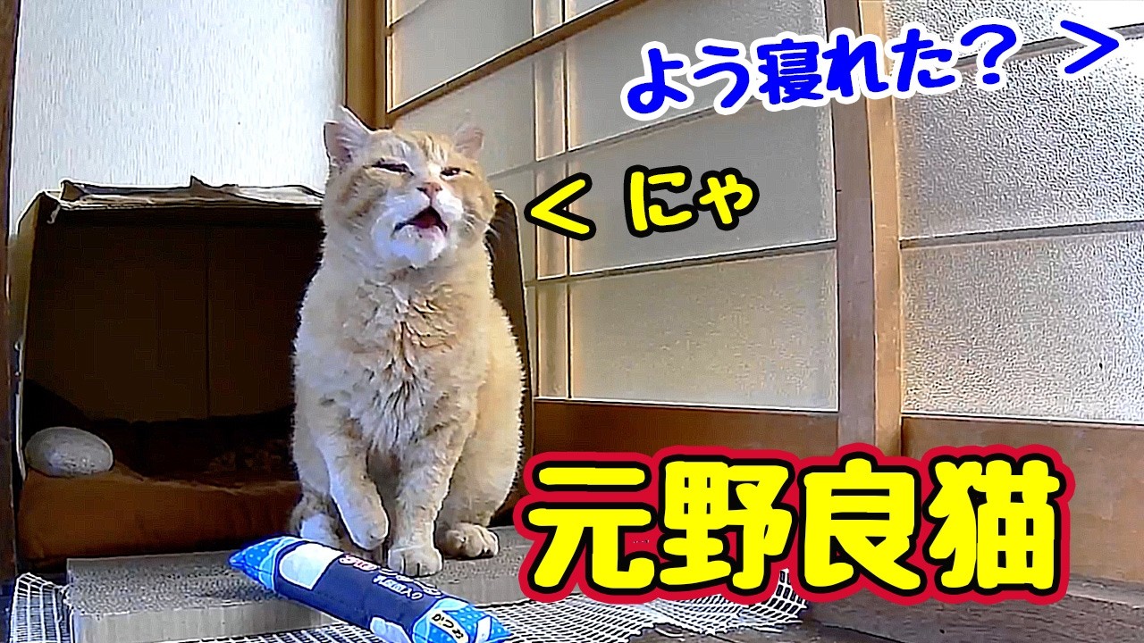 ちょっとは回復したかな？【元野良猫】【野良猫】
