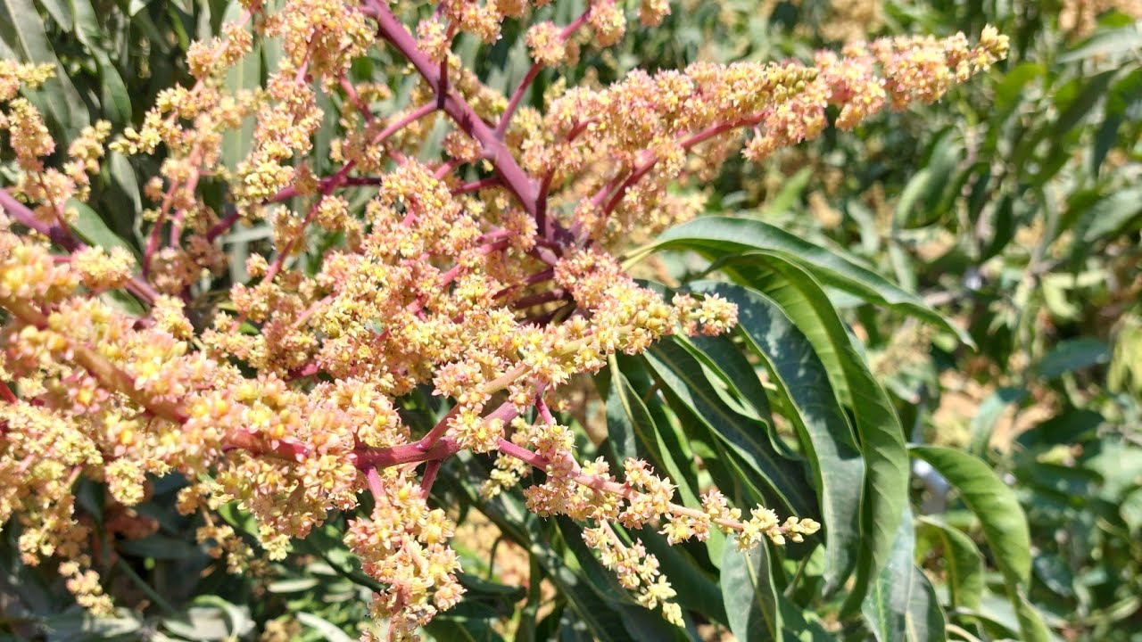 شاهد تزهير 4 أصناف مانجو 🥭| العويس و الناعومي و الفجر كلان و الياسمينا 🥭 | مانجو العرب 💛🥭
