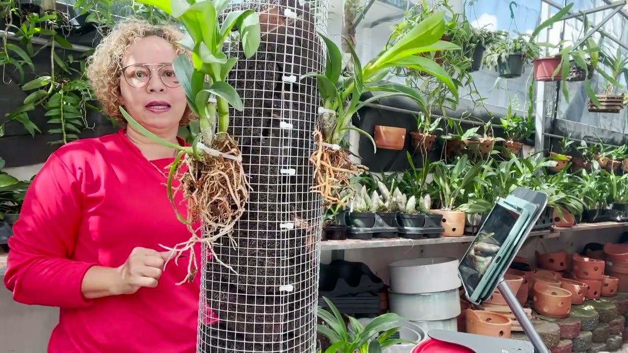 Otro estilo de cilindro para orquídeas.