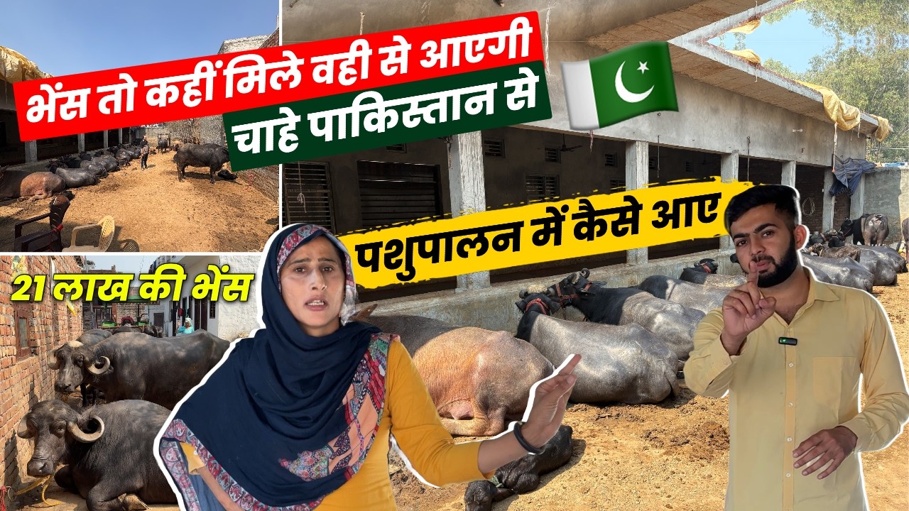 2 Murrah भैंस से Dairy Start Sweety Pradhan Aaj करोड़ो की Buffalo Dairyfarm Business 