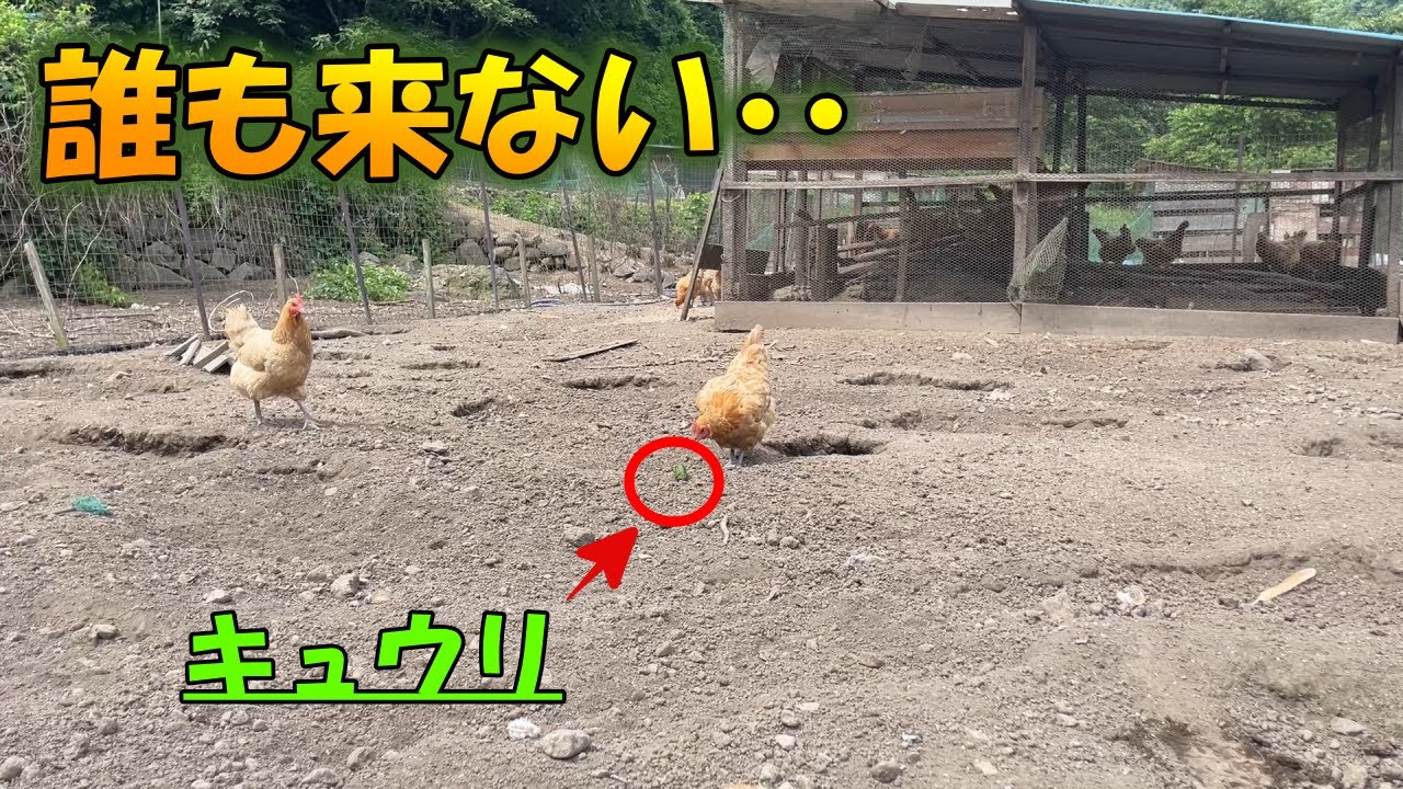 真昼間から名古屋コーチンにキュウリあげてみたら、暑さでそれどころじゃありませんでした