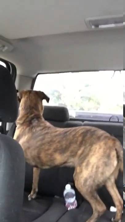 Perro llora luego de que madre deja a su hijo en la escuela