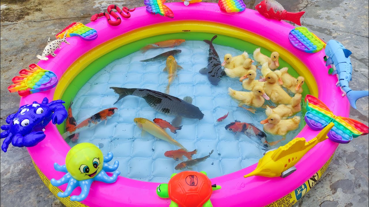 Lucu Anak Bebek Berenang Di Kolam Balon, Mancing Ikan Mas Jumbo, Ikan Koi, Lohan, Ikan Cupang #130