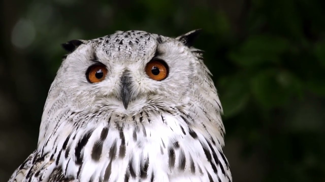Owl Magic: Exploring the Fascinating World of Owls