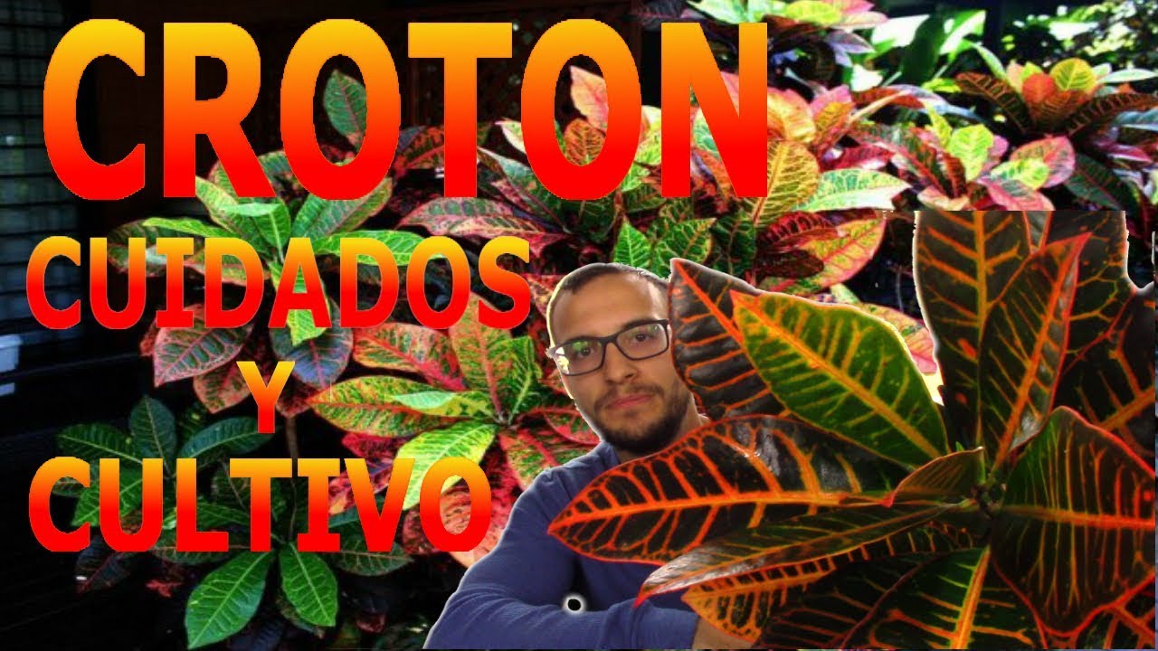 Cómo cuidar un Croton (Codiaeum variegatum)