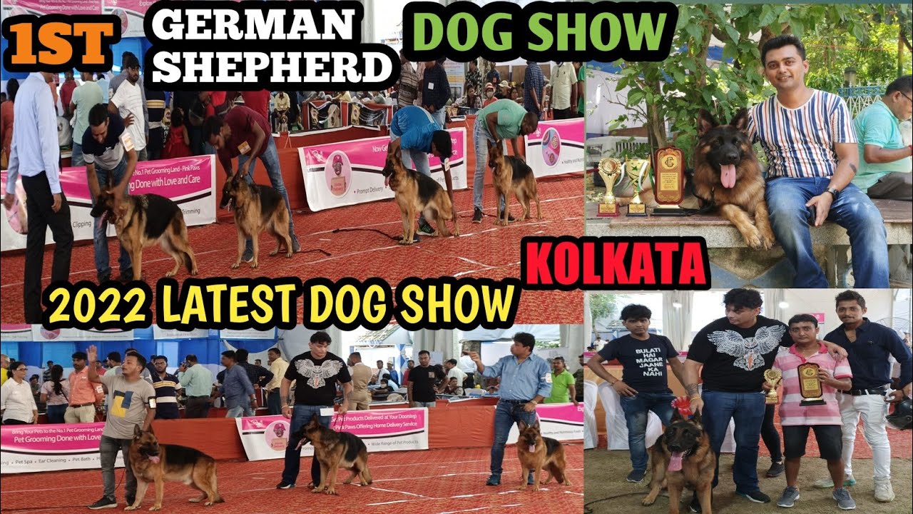 First Dog Show 2022 : German Shepherd Dog Show Kolkata : Dog Show In India : Kci Dog Show : Dogs :