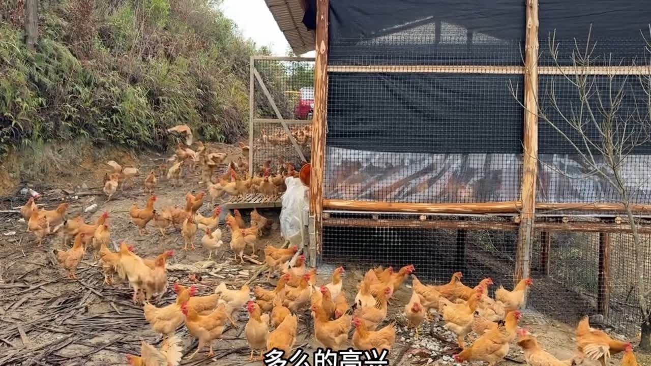 我家鸡都住上空中别墅了