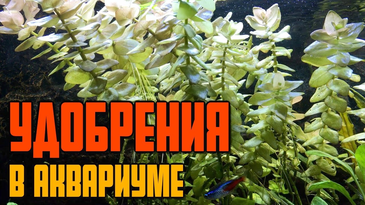 Какие удобрения нужны для аквариума | Как вносить удобрения в аквариум | Удобрения в аквариуме