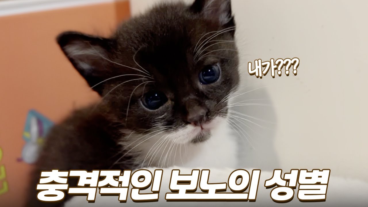 상상도 못했던 수달 닮은 아기 고양이의 성별 | 공주님? 왕자님? 🩷🩵