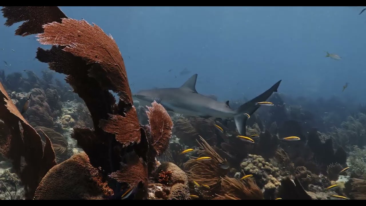 Florida Keys National Marine Sanctuary broll