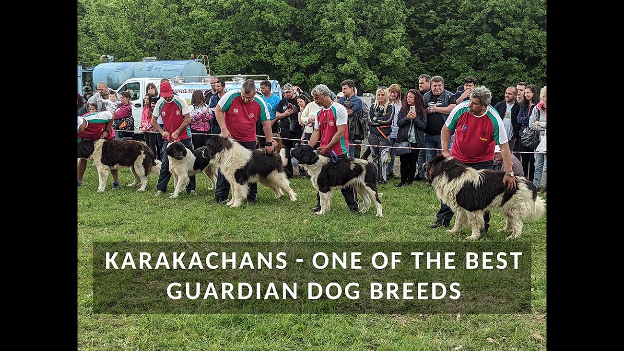 Karakachan - Livestock guardian dogs, Pros, cons, are they for you?