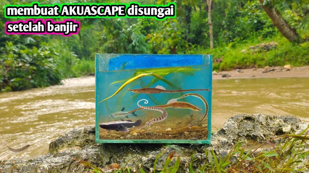 Setelah banjir banyak ikan mirip kuda laut masuk ke sungai air tawar 