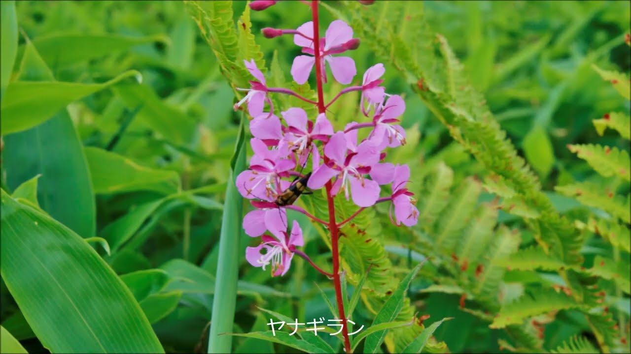 【高峰高原・池の平湿原】花と昆虫 キベリタテハ・ベニヒカゲ 2025 0803 BGM 1.愛のロマンス 2.いつか王子様が