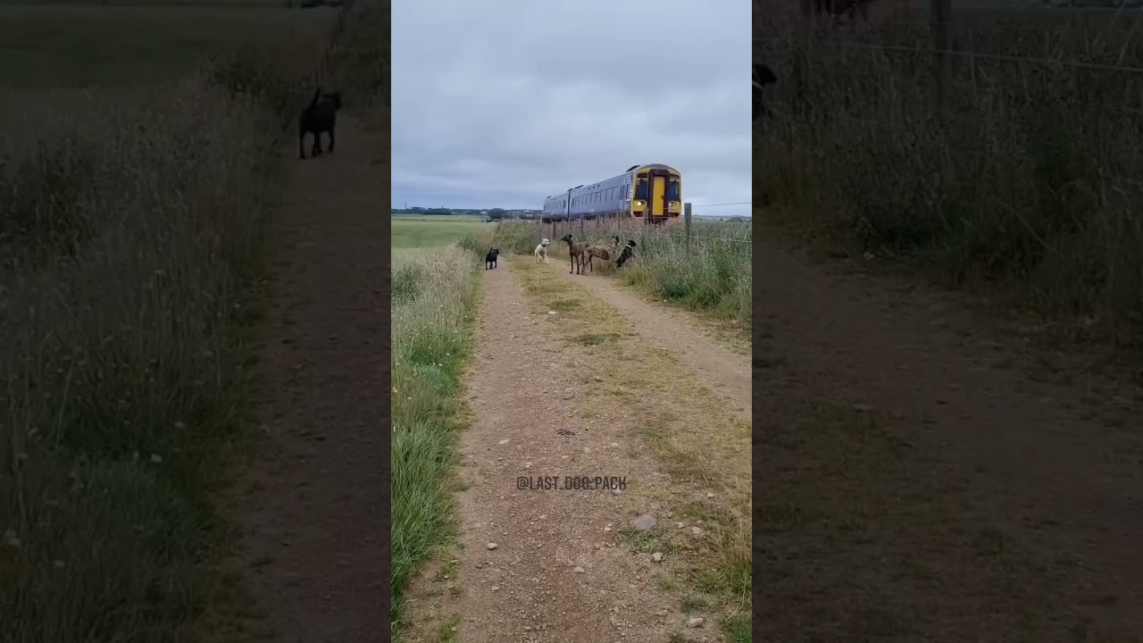 The fastest dog ever? Greyhound catch up with train 🤯 