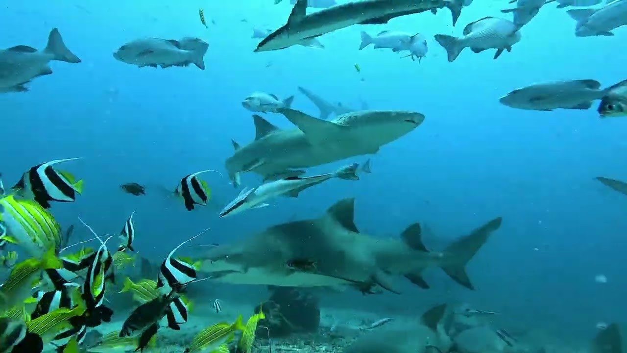 Nix 2025Cathedral Shark Video