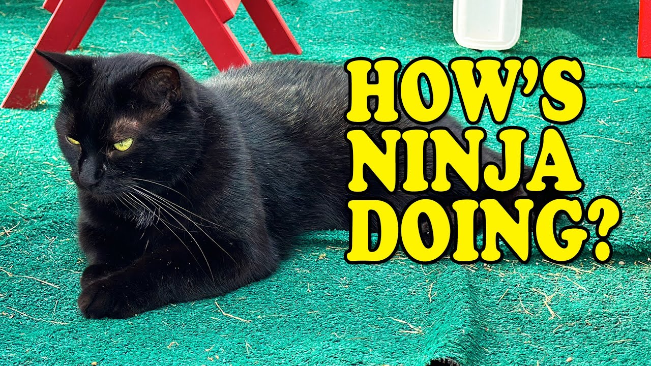 Ninja • Cat Update
