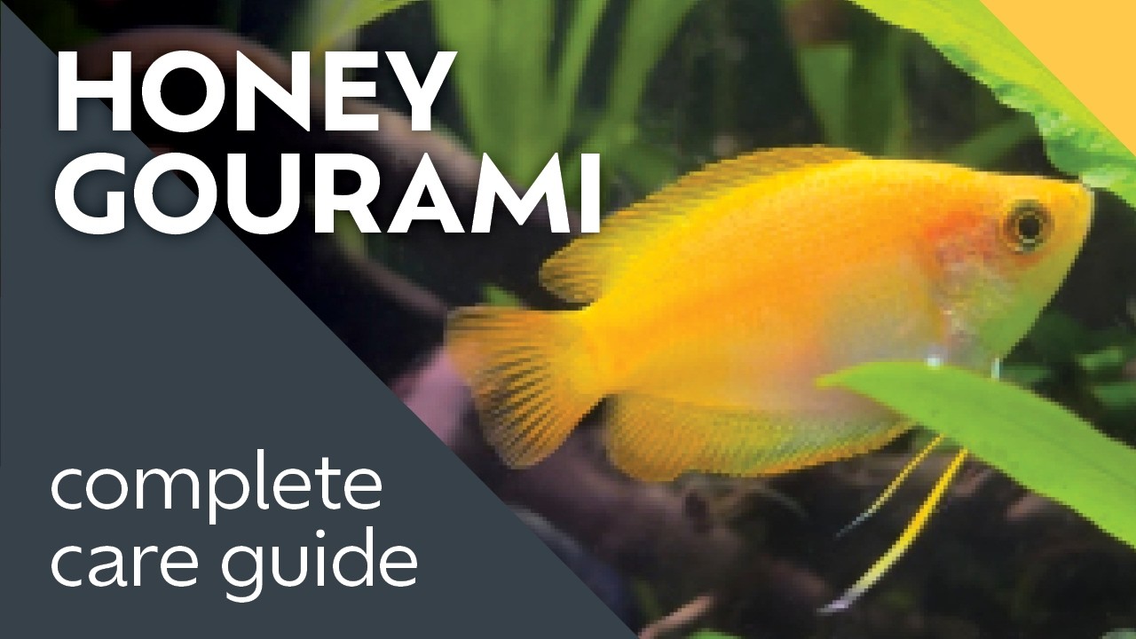 Honey Gouramis: What I Learned