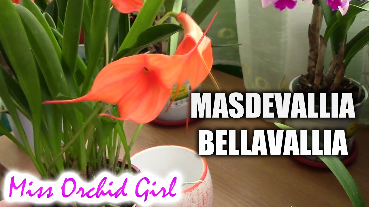 Masdevallia Bellavallia - a possible hardy orchid!