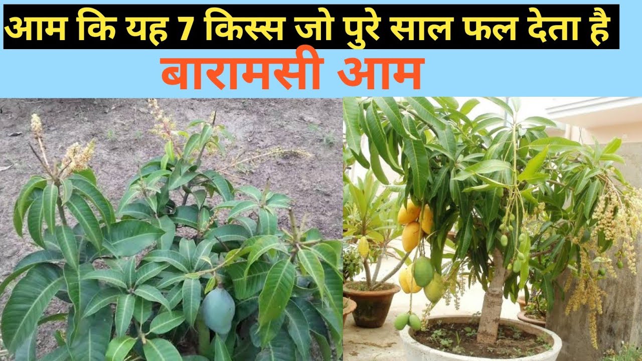baramasi aam Top 7 All Time Mango Verity Grow Rooftop And Home Garden