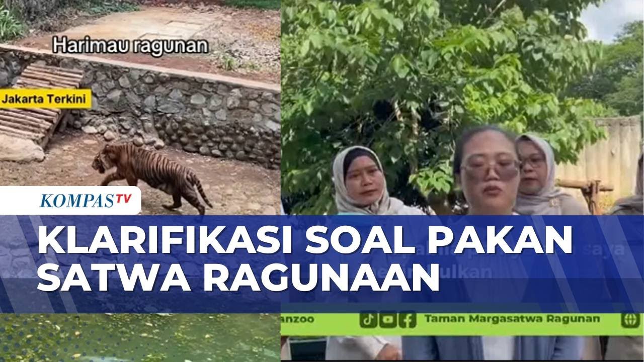 Klarifikasi soal Isu Pakan Harimau Ragunan Dibawa Pulang Petugas | KOMPAS SIANG