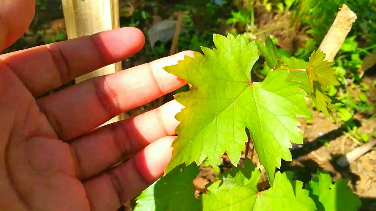 Pinagkaiba Ng Catawba grape sa Red Cardinal grapes