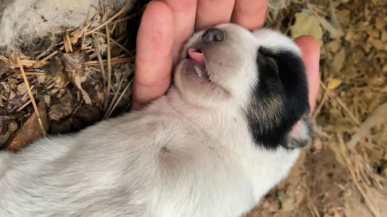 A puppy born without front legs was abandoned by its mother, but lived a happy dog life
