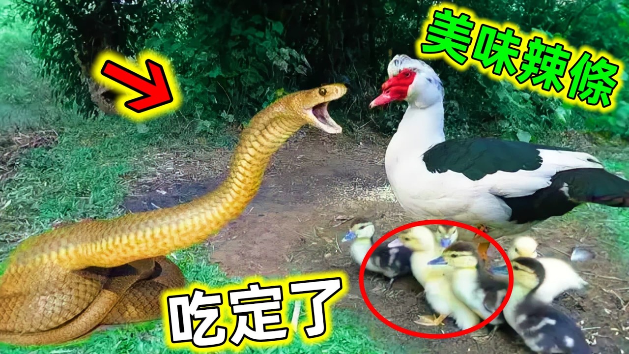 罕見畫面｜再強的毒蛇遇到這些高智商動物也只能被秒殺！大開眼界#毒蛇剋星 #蛇的剋星 #毒蛇最強對手 #動物科普 #毒蛇 #高智商動物 #世界之最 #老王看世界