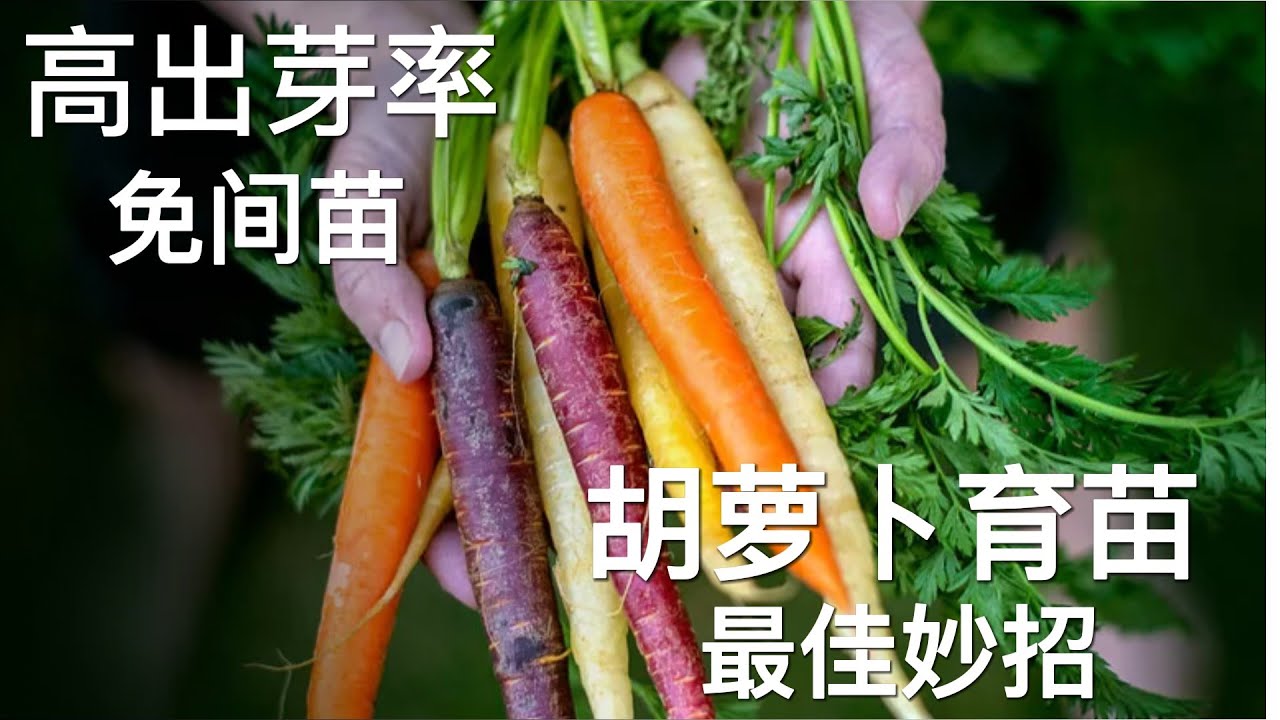 【渔耕笔记】如何种植胡萝卜高效胡萝卜育苗及实现免间苗免间距管理妙招 No more carrot thinning or weeding from seed to harvest