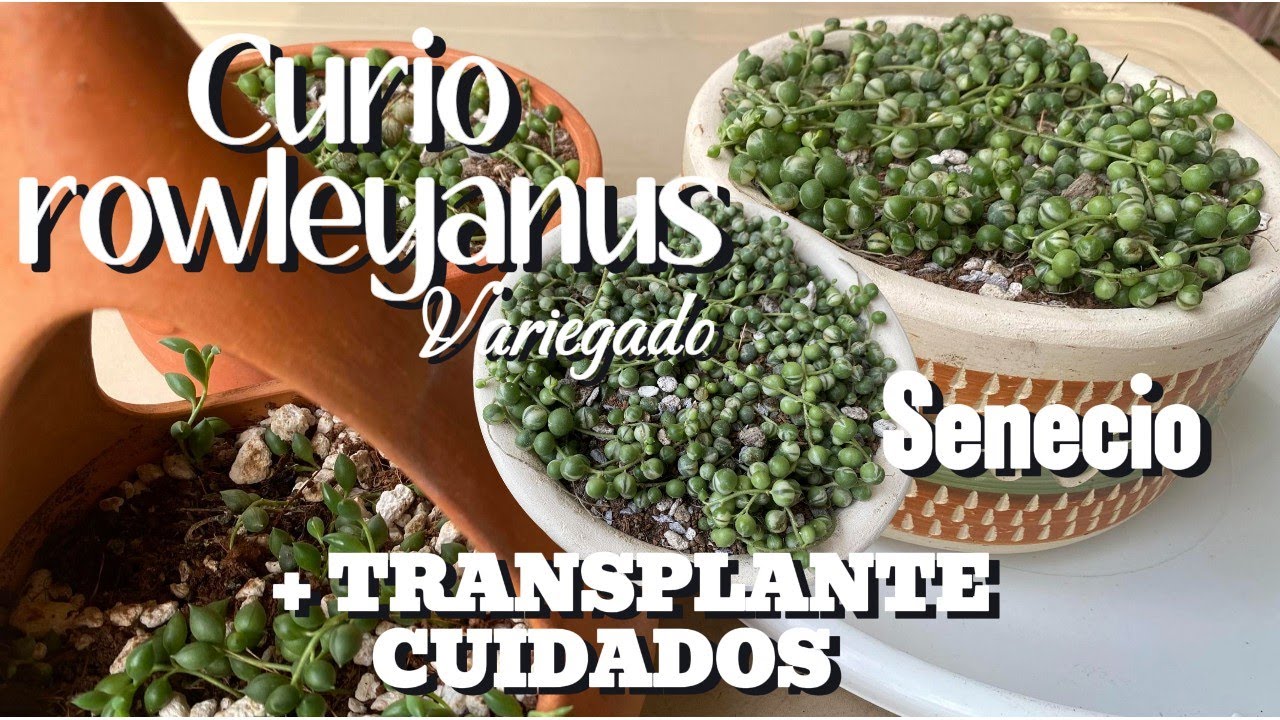 CURIO ROWLEYANUS variegado  o SENECIO /ROSARIO  cuidados + trasplante