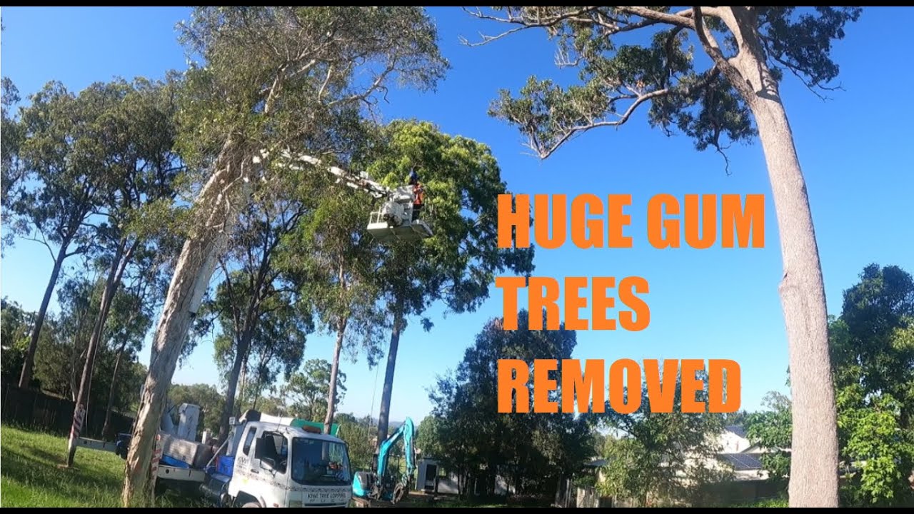 Kiwi Tree Lopping Removes Large Gum Trees Wynnum, Brisbane. Tree Services Brisbane to Gold Coast