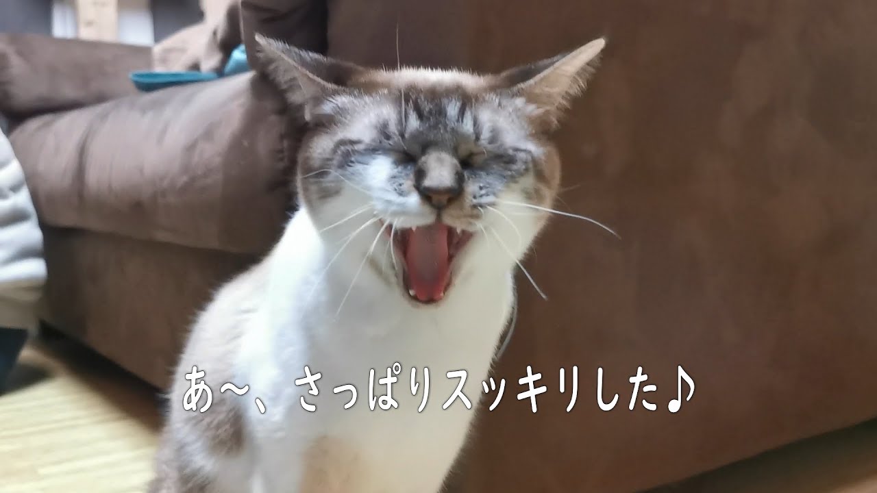 下半身麻痺の猫の排泄介助