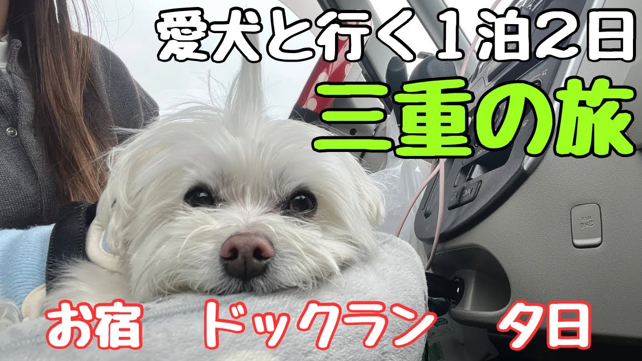 【マルチーズ】1泊2日温泉旅行in三重。忘れられない思い出ができました