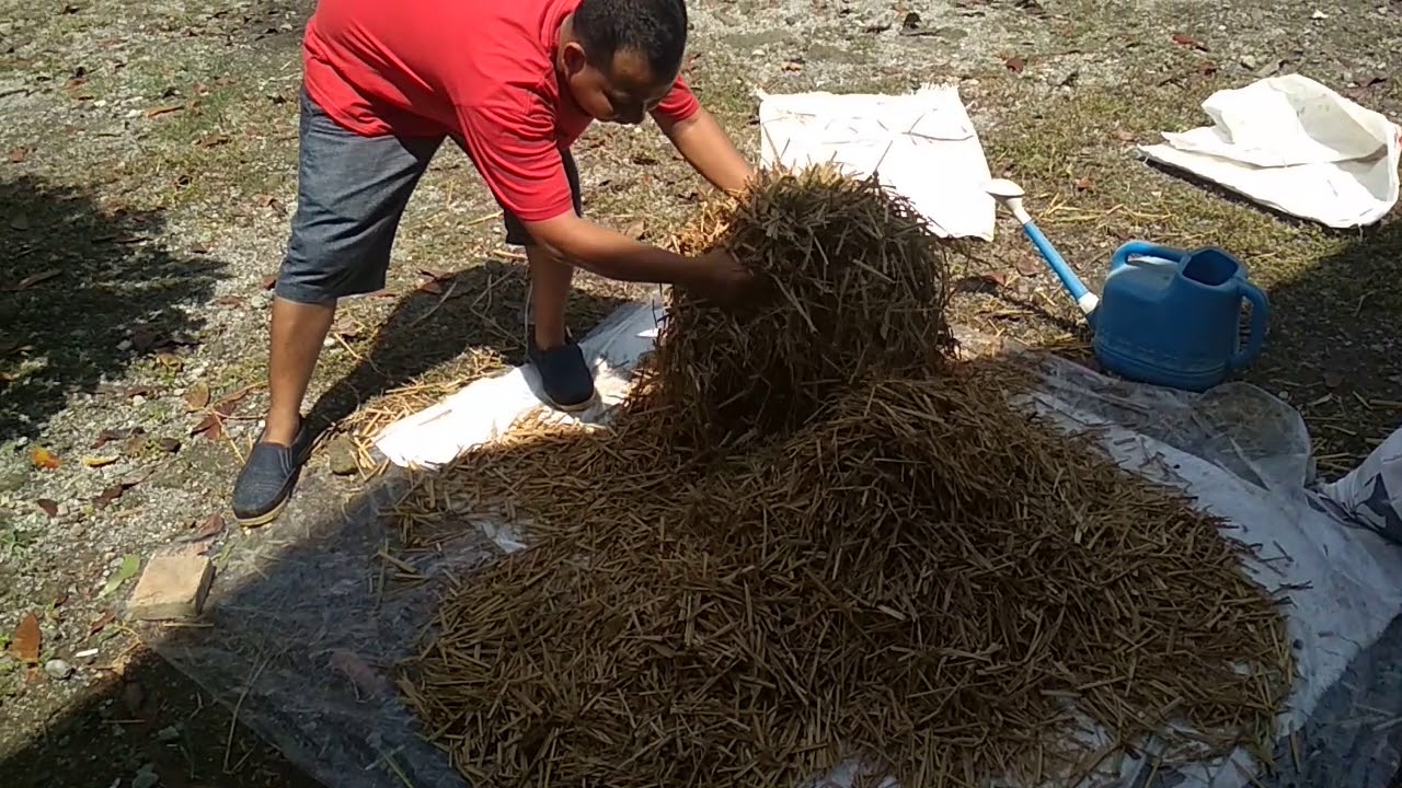 Proses fermentasi pakan kambing dari jerami kering dengan SOC lebih efisien