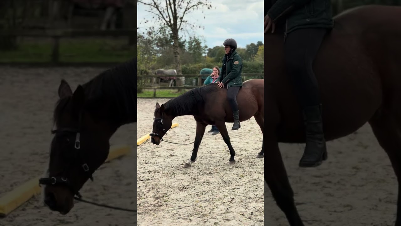 Horse farm wwoof volunteering 
