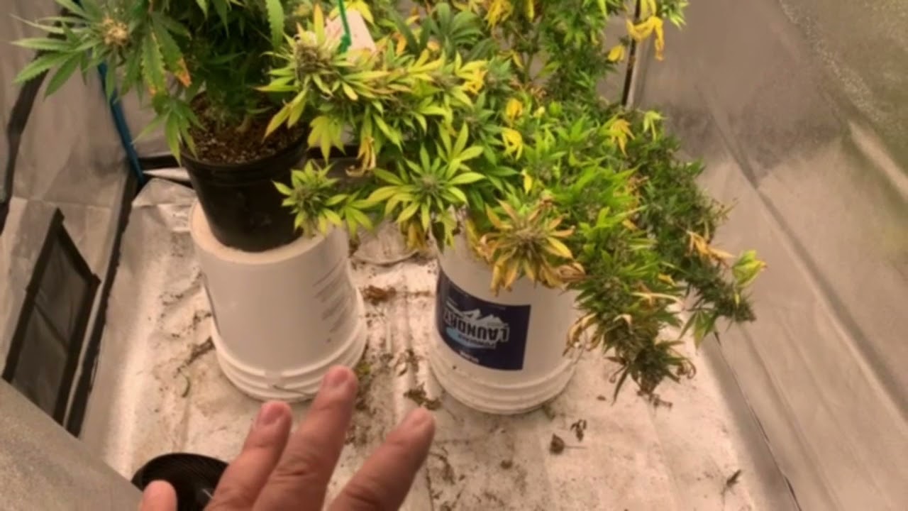 Harvest time and OG Kush seed Giveaway