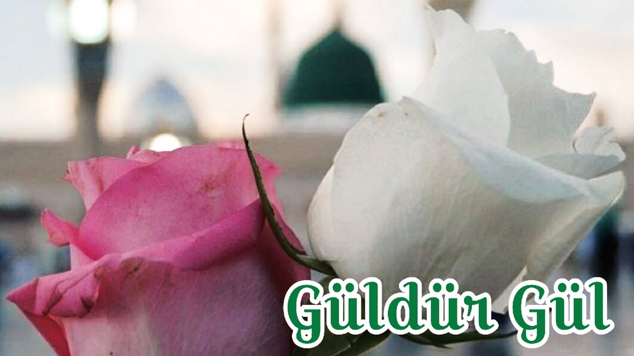 Güldür Gül