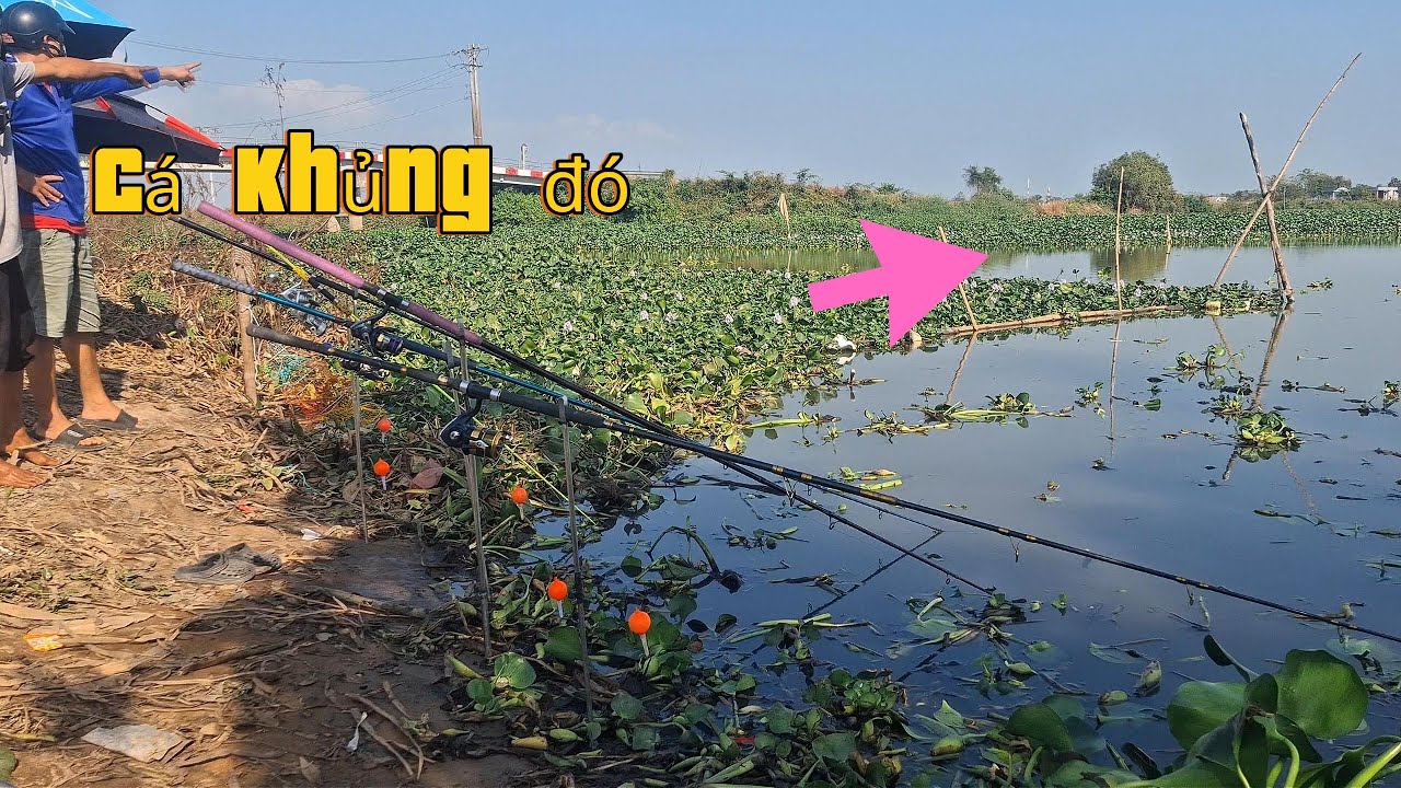 vĩnh lợi nơi anh em câu tra hội tụ toàn cá khủng