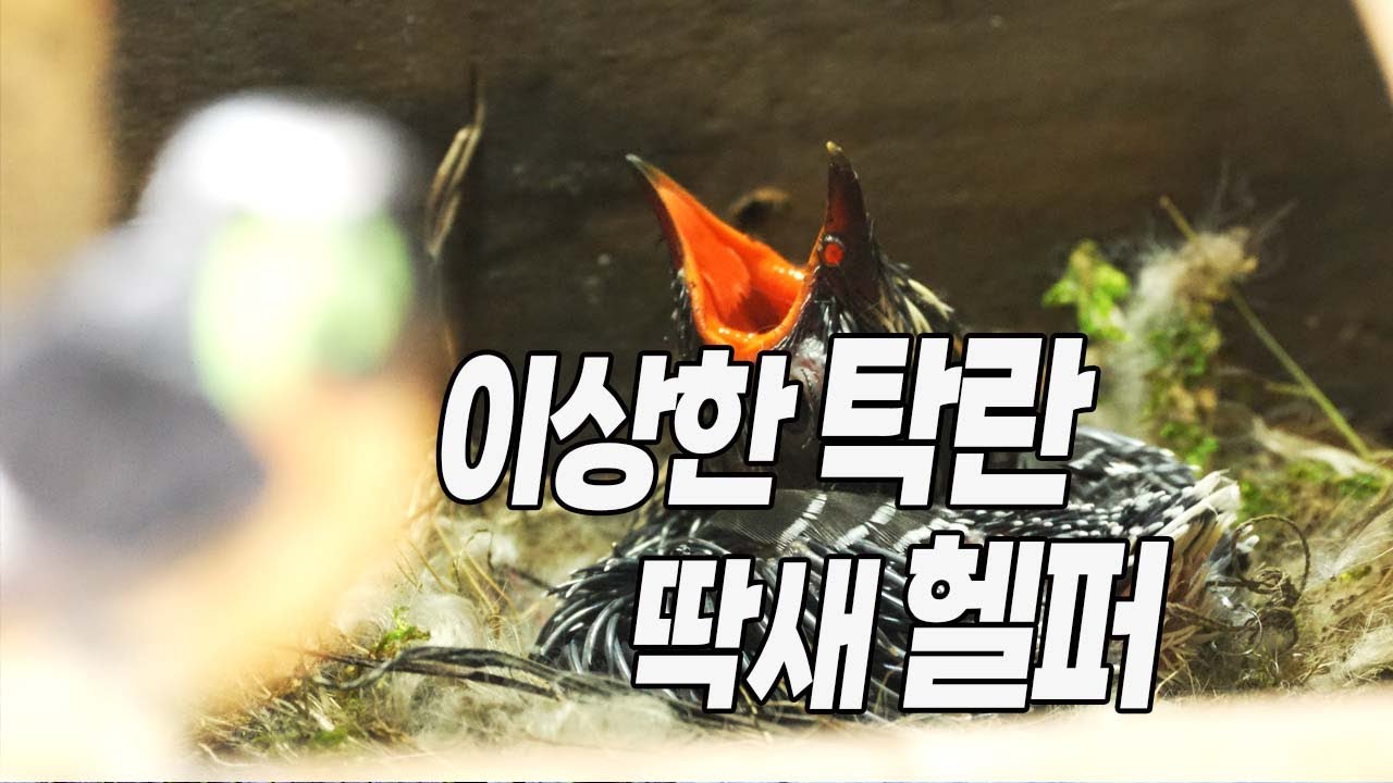 이상한 탁란 딱새핼퍼
