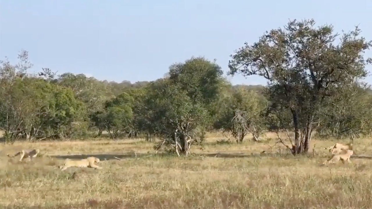 Leopard chases five cheetahs