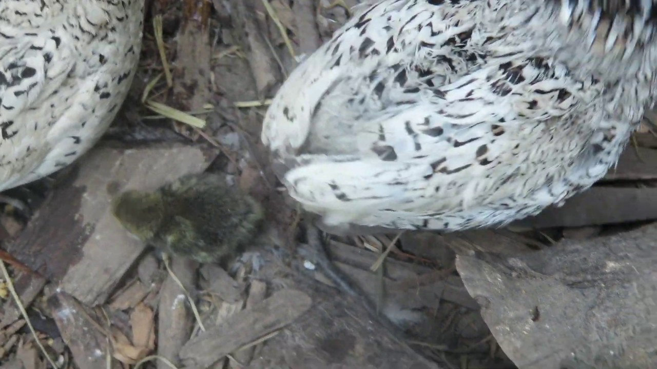 Bobwhite Quail hatched Coturnix eggs