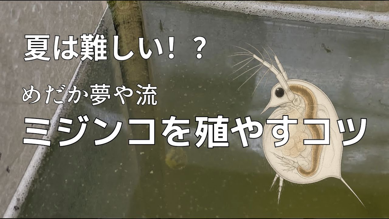 【メダカ飼育】夏は難しい⁉ミジンコを殖やすコツ【めだか夢や流】