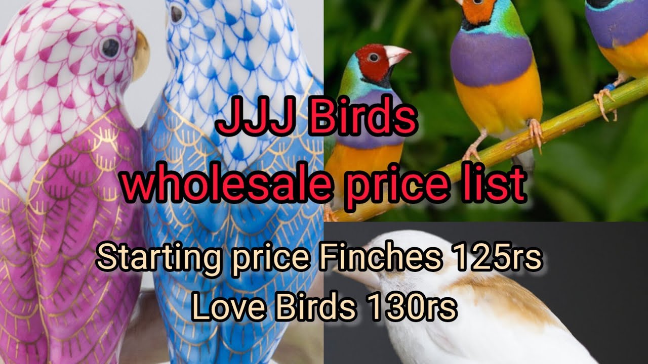Birds wholesale price list | finches Verity starting 125rs only | Golden finches 1500rs only