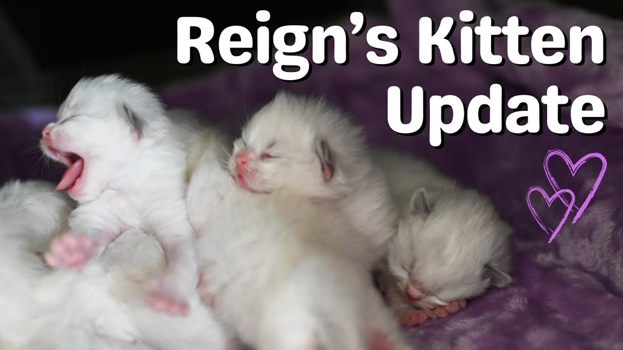 Ragdoll Kittens 10 Days Old | So Cute 🐱