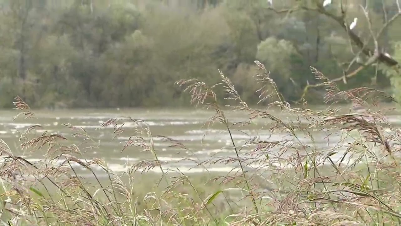 Monitoraggio Fiume Po 21 ottobre 2024 - località Adria-Corbola-taglio di Po